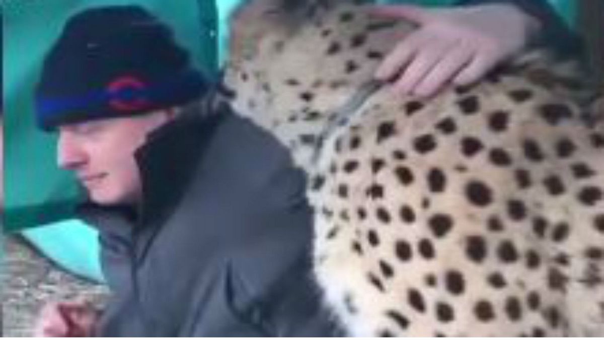 Raw Moment: Boris Johnson gets up close and personal with Saba the cheetah