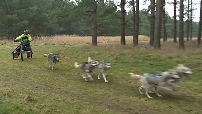 Sibirya kurtlarının, İngiltere’deki geleneksel yarışları yine nefes kesiyor