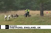 Huskys rennen durch britischen Matsch