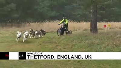 Huskys rennen durch britischen Matsch
