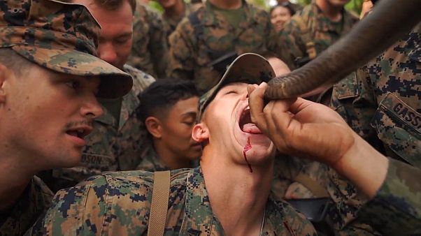 Kobravérrel edzették magukat amerikai katonák Thaiföldön Kobravérrel edzették magukat amerikai katonák Thaiföldön