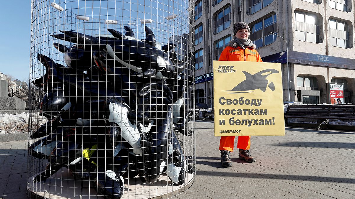 Акция в защиту косаток и китов в Москве