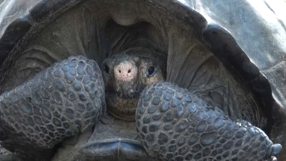 Tartaruga julgada extinta encontrada viva nas Galápagos