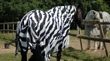Scientists dress horses up in coats to uncover why zebras have stripes