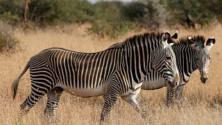 Почему зебры полосатые?