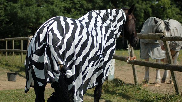 Scientists dress horses up in coats to uncover why zebras have stripes Scientists dress horses up in coats to uncover why zebras have stripes