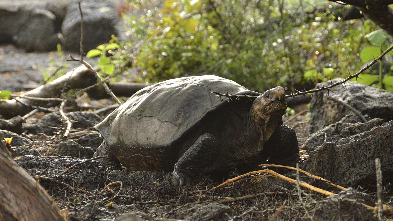 Giant tortoise thought to be extinct discovered in Galapagos Euronews(02)