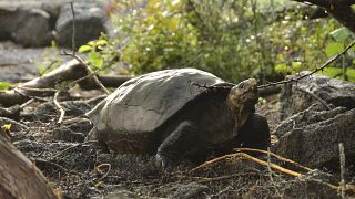 Giant tortoise thought to be extinct discovered in Galapagos