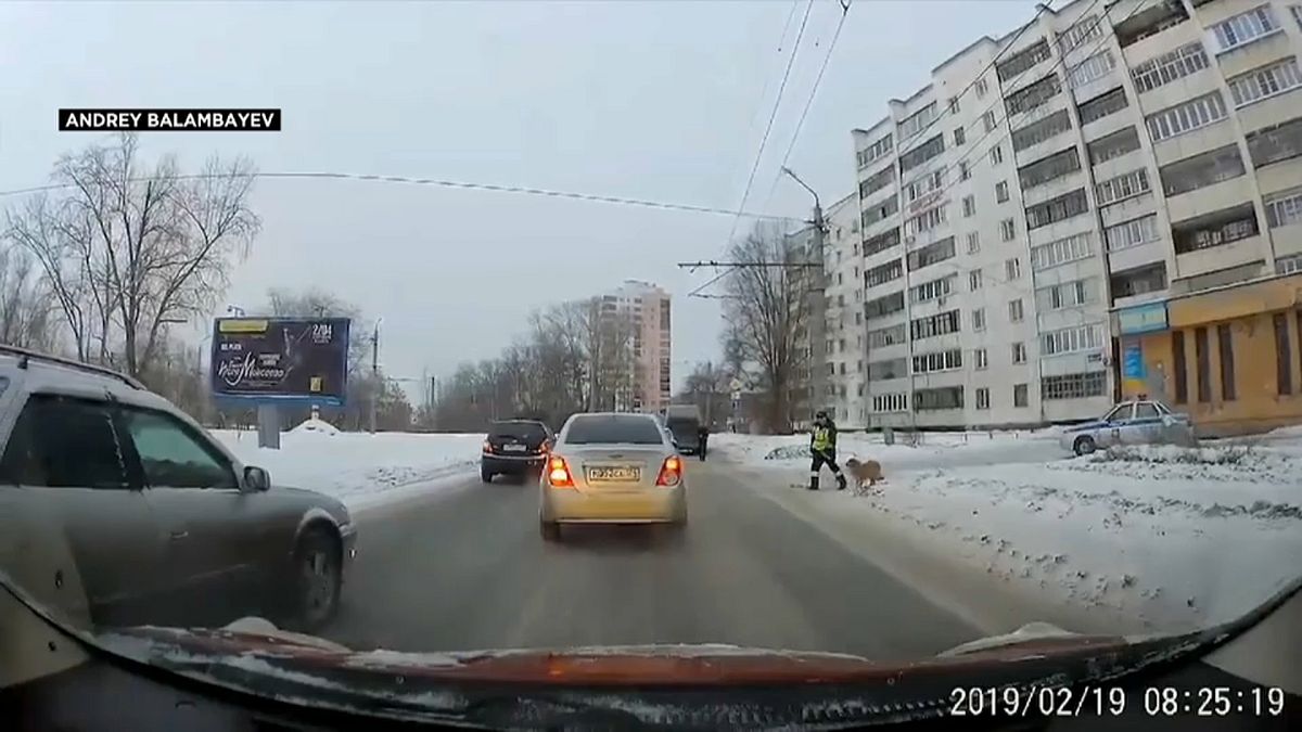 شاهد: شرطي روسي يساعد كلباً في عبور الطريق عبر إيقاف السير 