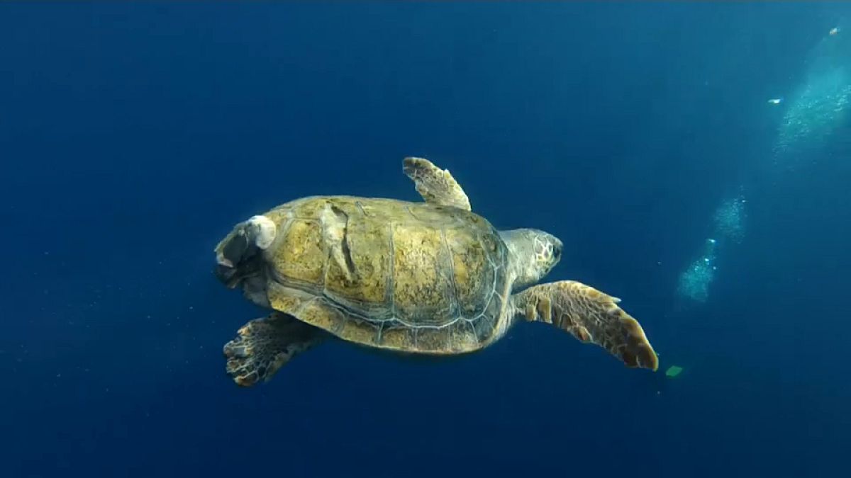 Napoli: aperto al pubblico il centro per la cura delle tartarughe marine