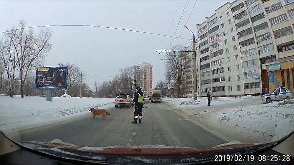 ВИДЕО | Челябинский полицейский помог хромой собаке ВИДЕО | Челябинский полицейский помог хромой собаке