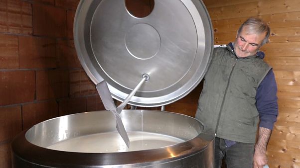 Sardegna, i pastori: "crollo del latte devasterà la nostra economia" Sardegna, i pastori: "crollo del latte devasterà la nostra economia"