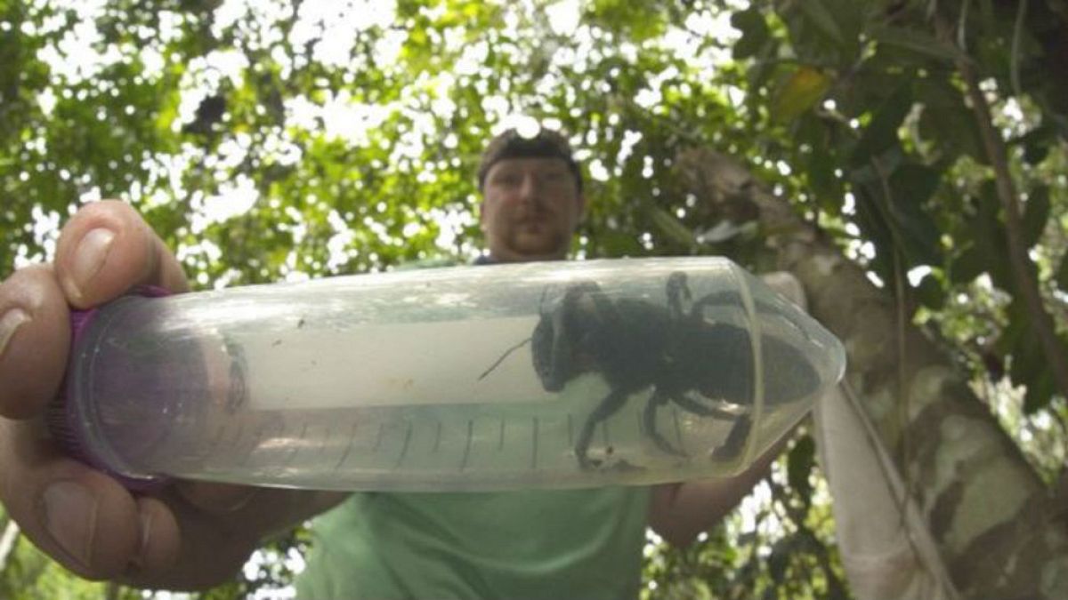 Nesli tükendi zannedilen dünyanın en büyük arısı 40 yıl sonra yeniden bulundu