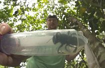 Nesli tükendi zannedilen dünyanın en büyük arısı 40 yıl sonra yeniden bulundu