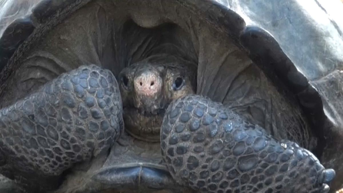 Nesli tükendi sanılan dev kaplumbağa 100 yıl sonra tekrar ortaya çıktı