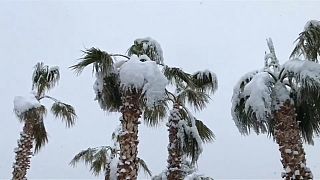 أشجار نخيل مغطاة بالثلج في لاس فيغاس - الولايات المتحدة الأمريكية