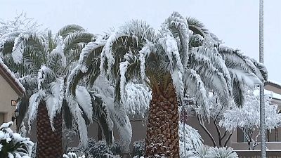 Hó fedte a Las Vegas-i pálmafákat 