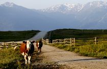 Gericht fordert nach tödlicher Kuh-Attacke in Tirol Schadenersatz für Hinterbliebene