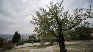 Európa fája lehet idén a pécsi mandulafa