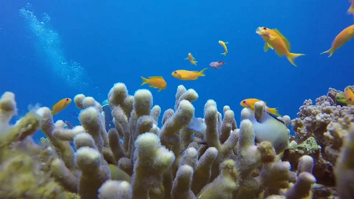Klimawandel? Israelische Korallen machen da nicht mit