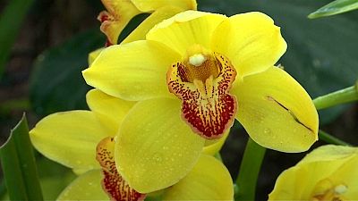 Orchideenmeer im Botanischen Garten von New York