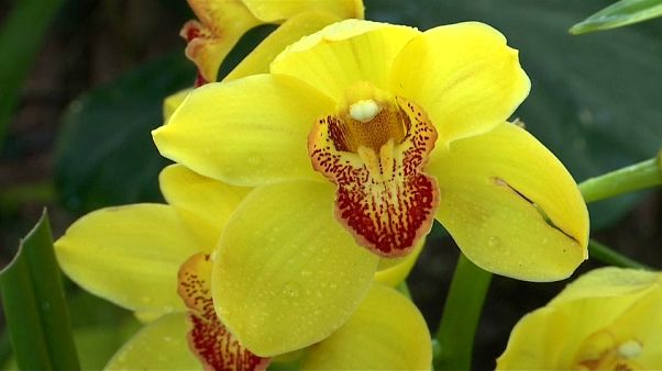 Orchideakiállítás New York-ban Orchideakiállítás New York-ban
