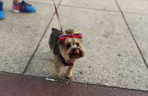 In Venezuela, pet owners can't afford food for their dog - or themselves