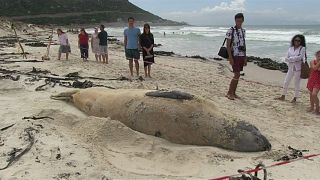 Elephant seal travelled across 6500kms to stay on beach in South Africa