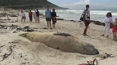 Elephant seal travelled across 6500kms to stay on beach in South Africa
