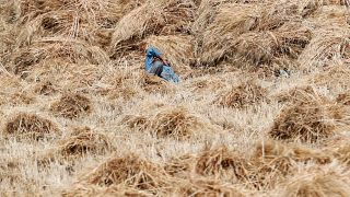 مزارع يرقد وسط كميات من القمح في مصر
