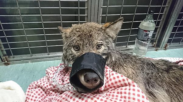 Estonians rescue wolf from freezing river, mistaking it for a dog Estonians rescue wolf from freezing river, mistaking it for a dog