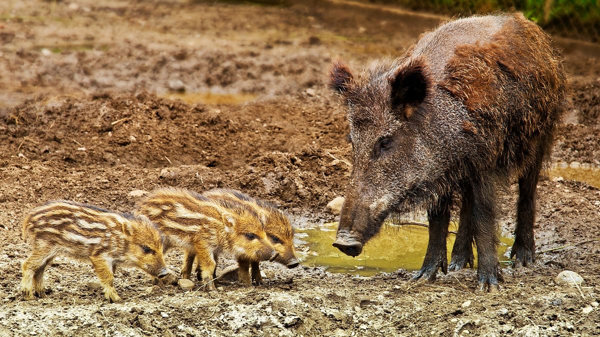Angst vor der Afrikanischen Schweinepest: Usedom baut zum Schutz Elektrozaun
