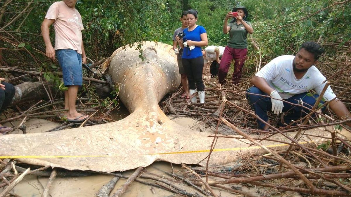 Denizden 15 metre uzakta Amazon ormanlarında 10 tonluk balina bulundu