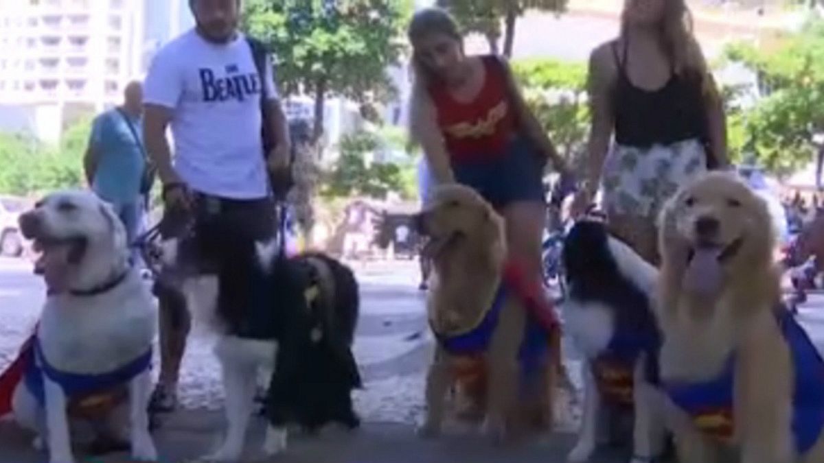 فستیوال خیابانی حیوانات خانگی در برزیل