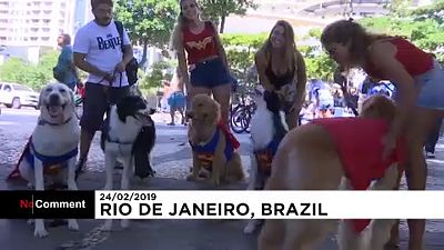 Jelmezes kutyakarnevál Rio de Janeiróban