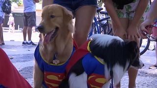 Hunde-Straßenkarneval von Blocao in Rio de Janeiro