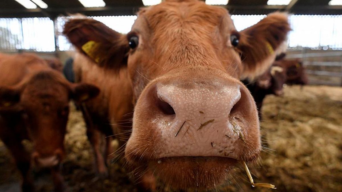 Çevreyi kirleten metal ve plastikler çiftlik hayvanlarını da etkiliyor: 'Çöp inekler' hızla artıyor