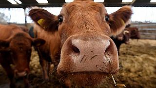 Çevreyi kirleten metal ve plastikler çiftlik hayvanlarını da etkiliyor: 'Çöp inekler' hızla artıyor