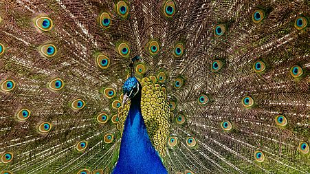 Best wildlife experiences of the month