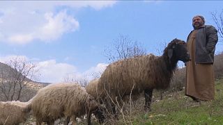 Irak'ta çobanlarla sürüleri meralara geri döndü