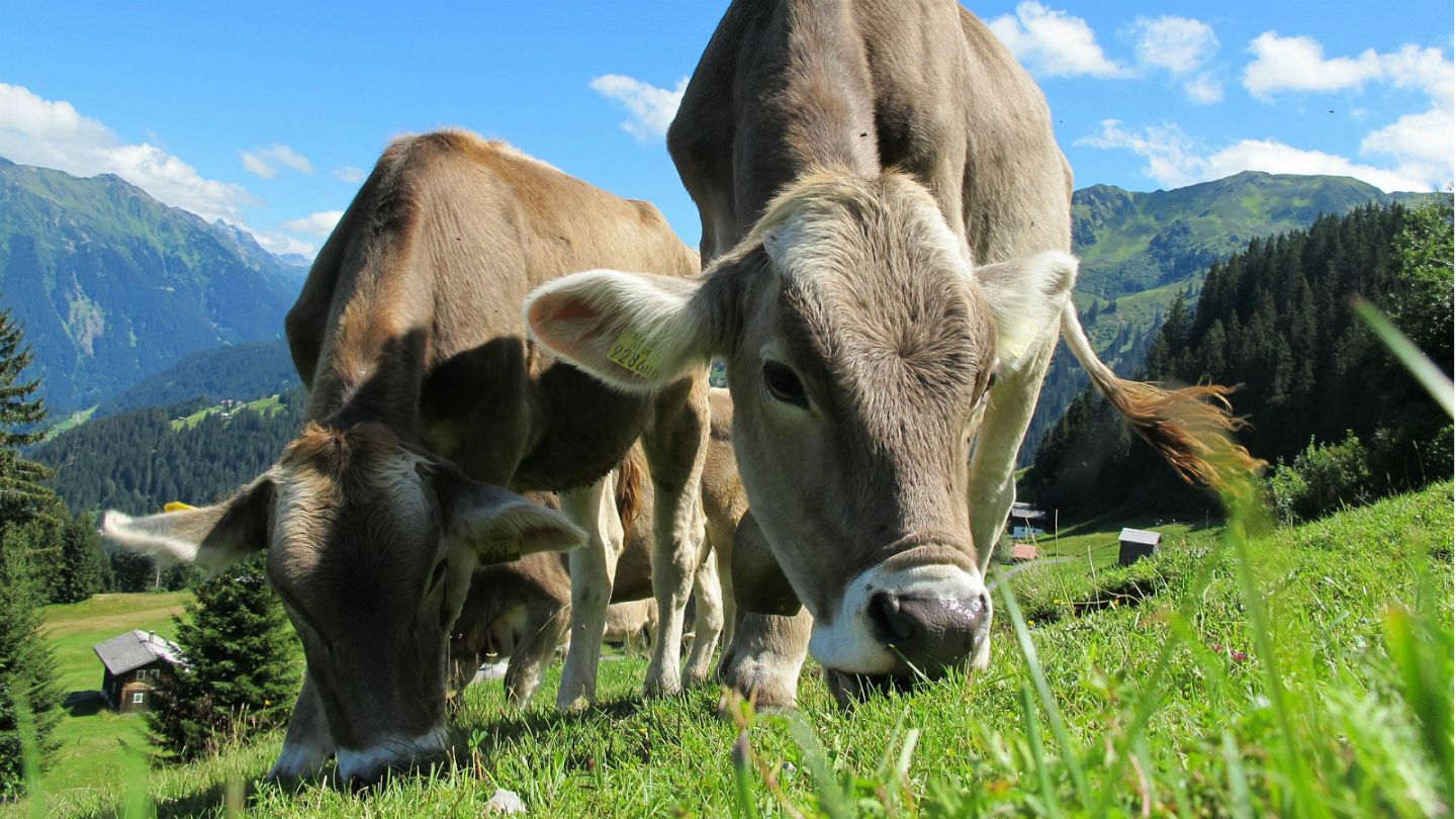 Austrian court orders farmer to remove cow bells from his cattle