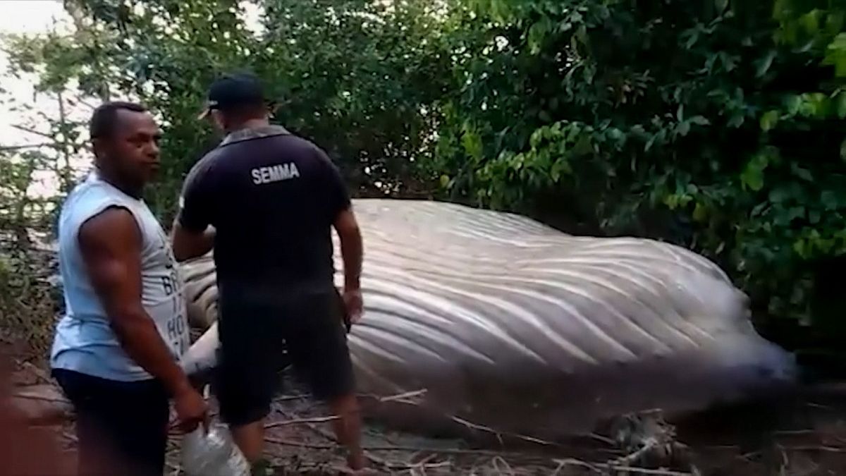 Brésil : une baleine à bosse retrouvée dans la jungle