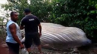 الحوت النافق وجد بين شجيرات على بعد 15 مترا عن الشاطئ