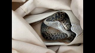 Ayakkabıya gizlenen piton yılanı havada 15 bin kilometre yol yaptı