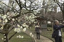 Japonya'da erik ağaçlarının görsel şöleni