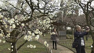 Japan celebrates plum blossom festival at Kyoto shrine