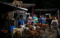 Refugio de perros Famproa, Estado Miranda. Venezuela. 25 de febrero 2016.