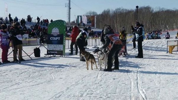 Canine competitors gather in Russia for one of the longest dog sled races in the world Canine competitors gather in Russia for one of the longest dog sled races in the world