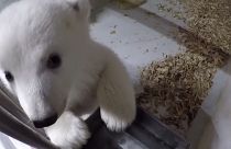 Berlin Hayvanat Bahçesi 12 hafta önce doğan kutup ayısının ilk görüntülerini yayınladı
