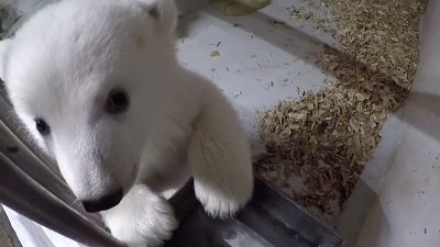 Berlin Hayvanat Bahçesi 12 hafta önce doğan kutup ayısının ilk görüntülerini yayınladı